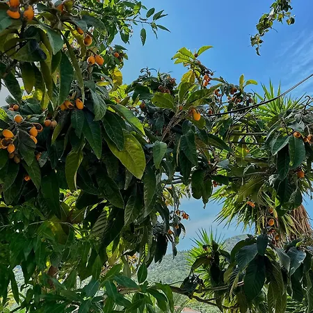 Melinda & Restaurant Πανσιόν Mesudiye (Datca)